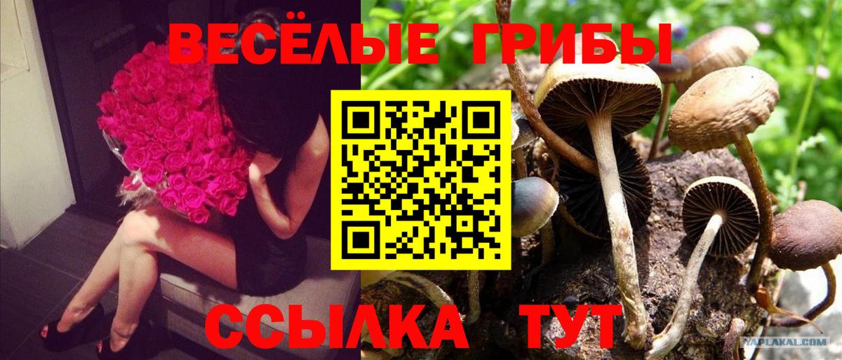 Галлюциногенные грибы Psilocybe  Галлюциногенные грибы ЛСД  Иваново  Вход с VPN 